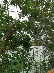 绿叶白花繁茂的自然景致