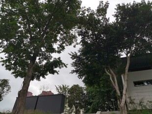 户外绿树旁的建筑一角