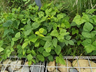 绿叶覆盖下的金属网格装置