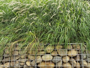 石墙之上的葱郁草植