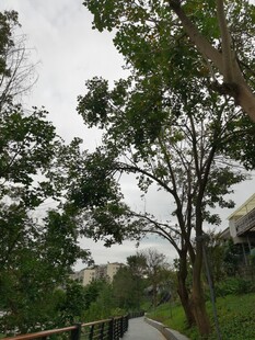 林间小道的静谧自然景象