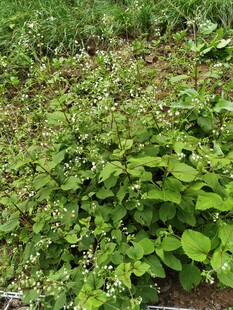 绿意盎然的植物景观