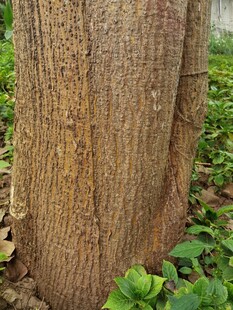 粗壮树干与周边嫩绿植物