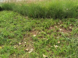 绿意盎然的草地景象