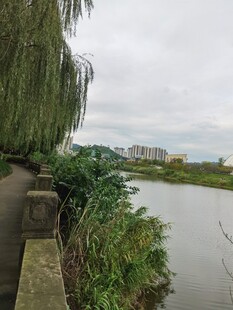河畔垂柳景观