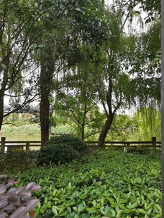 林间绿意盎然的自然景致