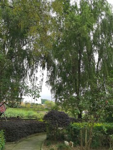 林间小道绿意盎然的景致