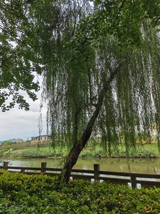 垂柳依依伴湖畔美景