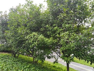 路边绿树成荫的景致