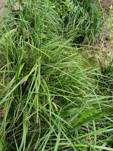 茂盛的绿色草丛