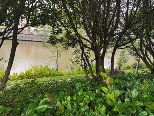 庭院绿植景观