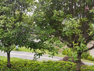 绿意盎然的街道旁树木景观