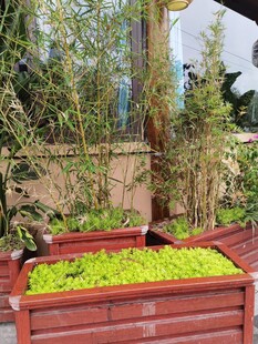 户外木质花箱绿植景观