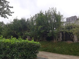 庭院绿植景观
