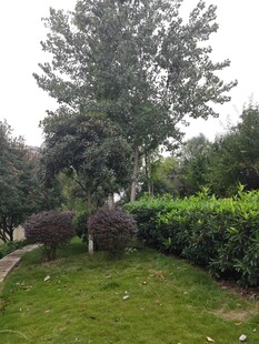 庭院绿植景观