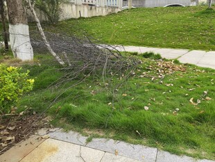 庭院草地与步道景观