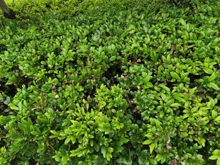 翠绿繁茂的植物景观