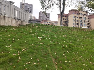 城市中的绿草地景观