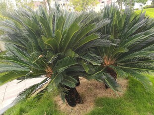户外翠绿苏铁植物景观