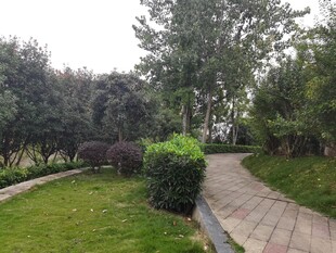 园林小径绿植环绕美景