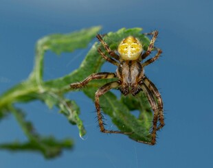 绿叶上的多彩蜘蛛