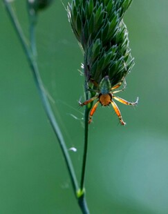 草茎上的橙色小昆虫