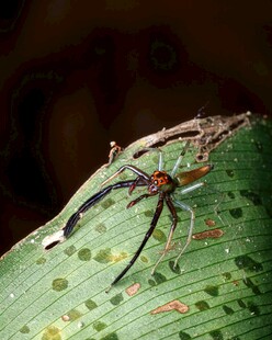 绿叶上的精致长尾豆娘