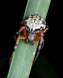 黑白花纹蜘蛛栖息绿叶间