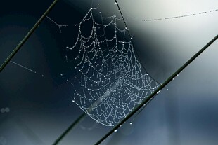 晶莹水珠覆盖的精美蜘蛛网