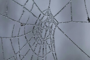 蛛网上的晶莹露珠