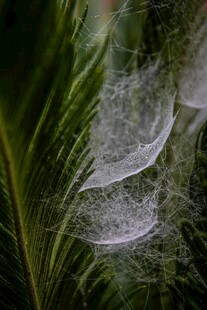 羽毛上的晶莹露珠