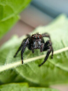 叶上跳跃的黑蜘蛛
