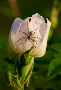 白玫瑰上的蜘蛛