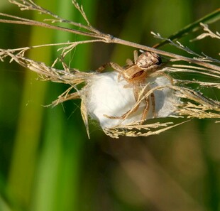 草间茧内的神秘昆虫