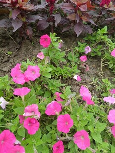 娇艳粉色矮牵牛绽放