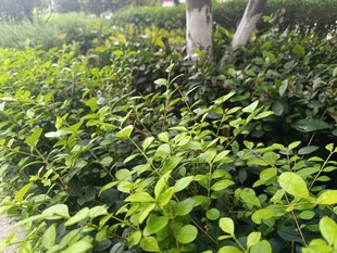 绿意盎然的灌木丛景观