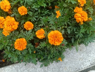 鲜艳橙色万寿菊绽放