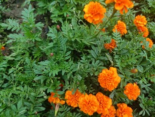 鲜艳万寿菊绽放绿意间