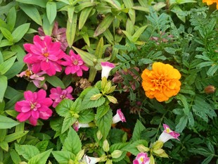 多彩花卉绽放于绿叶间