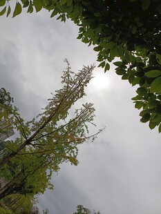 仰视挺拔树木与天空