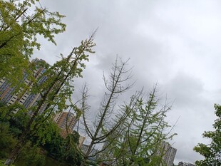 阴天中的树木与高楼