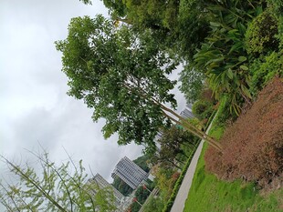 户外绿树与建筑景观