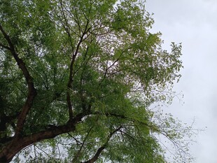 仰视葱郁树木枝叶