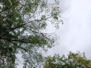 仰视树枝与天空景色