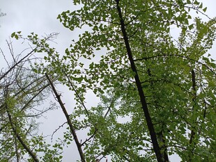 仰视葱郁树木枝叶