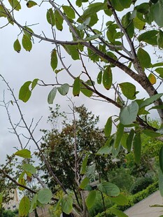 绿叶繁茂的自然景致