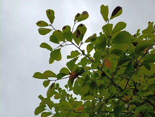 绿叶枝头展生机