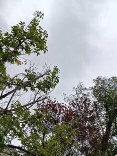 天空下的多彩树木