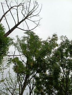 枯树与绿树的对比景象