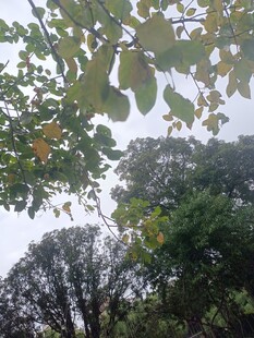 树叶间的天空与树木